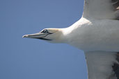 Adult Gannet, St Kilda, Scotland, August 2003 - click for larger image