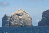 Gannetry at Boreray, Stac Lee and Stac an Armin, St Kilda, Scotland, August 2003 - click for larger image