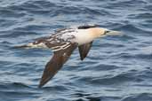 3rd-Winter Gannet, St Kilda, Scotland, August 2003 - click for larger image