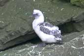 Nestling Gannet (Guga), St Kilda, Scotland, August 2003 - click for larger image