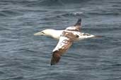 Sub-Adult Gannet, St Kilda, Scotland, August 2003 - click for larger image