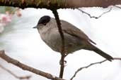 Male Blackcap, Edinburgh, Scotland, February 2005 - click for larger image