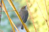 Female Blackcap, Edinburgh, Scotland, January 2003 - click for larger image