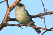 Male Blackcap, Edinburgh, Scotland, December 2003 - click for larger image