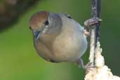 Female Blackcap, Edinburgh, Scotland, December 2003 - click for larger image