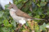 Whitethroat, Aberlady Bay, East Lothian, Scotland, June 2005 - click for larger image