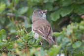 Whitethroat, Aberlady Bay, East Lothian, Scotland, June 2005 - click for larger image