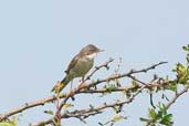 Whitethroat, Aberlady Bay, East Lothian, Scotland, May 2003 - click for larger image