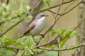 Lesser Whitethroat, Monks Eleigh, Suffolk, England, May 2008 - click for larger image