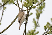 Lesser Whitethroat, Monks Eleigh, Suffolk, England, May 2008 - click for larger image