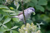 Lesser Whitethroat, Monks Eleigh, Suffolk, England, May 2008 - click for larger image