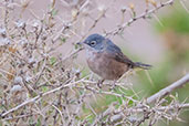 Female Tristram's Warbler, Dades Gorge, Morocco, April 2014 - click for larger image