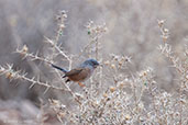 Male Tristram's Warbler, Dades Gorge, Morocco, April 2014 - click for larger image