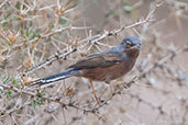 Male Tristram's Warbler, Dades Gorge, Morocco, April 2014 - click for larger image