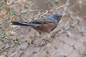 Male Tristram's Warbler, Dades Gorge, Morocco, April 2014 - click for larger image