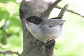 Male Sardinian Warbler, Ourika Valley, Morocco, April 2014 - click for larger image