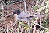 Male Sardinian Warbler, Oued Massa, Morocco, May 2014 - click for larger image