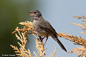 Juvenile Sardinian Warbler, Vaison-la-Romaine, France, June 2015 - click for larger image