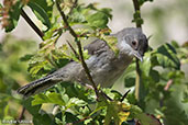 Female Sardinian Warbler, Vaison-la-Romaine, France, June 2015 - click for larger image