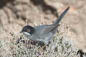 Male Sardinian Warbler, Kato Zacro, Crete, October 2002 - click for larger image