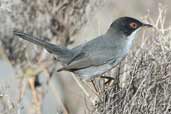 Male Sardinian Warbler, Kato Zacro, Crete, October 2002 - click for larger image