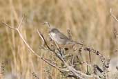 Female Sardinian Warbler, Kato Zacro, Crete, October 2002 - click for larger image