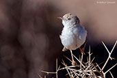 Desert Warbler, Merzouga, Morocco, April 2014 - click for larger image