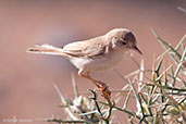 Desert Warbler, Merzouga, Morocco, April 2014 - click for larger image