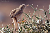 Desert Warbler, Merzouga, Morocco, April 2014 - click for larger image