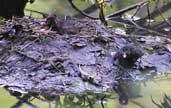 Little Grebe, Edinburgh, Scotland, June 2002 - click for larger image