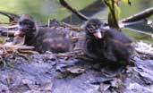 Little Grebe, Edinburgh, Scotland, June 2002 - click for larger image