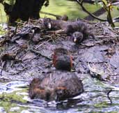 Little Grebe, Edinburgh, Scotland, June 2002 - click for larger image