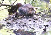 Little Grebe, Edinburgh, Scotland, June 2002 - click for larger image