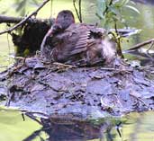 Little Grebe, Edinburgh, Scotland, June 2002 - click for larger image