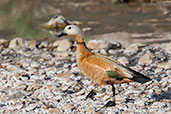 Male Ruddy Shelduck, Ourzazate, Morocco, April 2014 - click for larger image