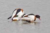 Shelduck Trimley Marshes, Suffolk, England, Maarch 2005 - click for larger image