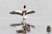 Shelduck Trimley Marshes, Suffolk, England, Maarch 2005 - click for larger image