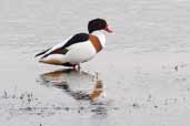 Shelduck Trimley Marshes, Suffolk, England, Maarch 2005 - click for larger image