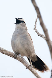 Black-crowned Tchagra. Oued Massa, Morocco, May 2014 - click for larger image