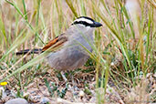 Black-crowned Tchagra. Oued Massa, Morocco, May 2014 - click for larger image