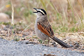 Black-crowned Tchagra. Oued Massa, Morocco, May 2014 - click for larger image