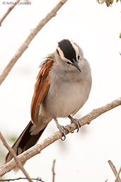 Black-crowned Tchagra. Oued Massa, Morocco, May 2014 - click for larger image