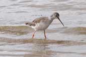 Spotted Redshank, Hazelwood Marshes, Suffolk, England, September 2005 - click for larger image