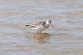 Spotted Redshank, Hazelwood Marshes, Suffolk, England, September 2005 - click for larger image