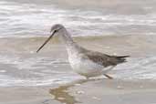 Spotted Redshank, Hazelwood Marshes, Suffolk, England, September 2005 - click for larger image