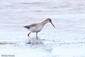 Spotted Redshank, Minsmere, Suffolk, England, August 2015 - click for larger image