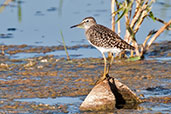 Wood Sandpiper, Barrage El Mansour, Ourzazate, Morocco, April 2014 - click for larger image