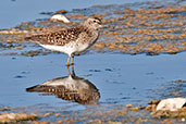 Wood Sandpiper, Barrage El Mansour, Ourzazate, Morocco, April 2014 - click for larger image