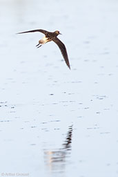 Wood Sandpiper, Barrage El Mansour, Ourzazate, Morocco, April 2014 - click for larger image