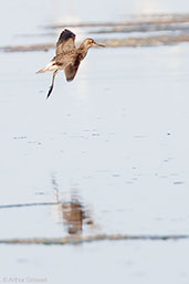 Wood Sandpiper, Barrage El Mansour, Ourzazate, Morocco, April 2014 - click for larger image